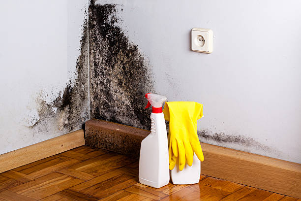 Best Basement Mold Removal  in Williams, OR